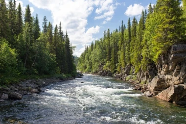 Wall mural of a forest divided by a river FP 1439 - Graphic design. River surrounded by trees with stones in the water.