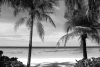 Beach wall mural FP 1530 - Graphic design featuring two palm trees against a sea and sky backdrop in shades of gray.