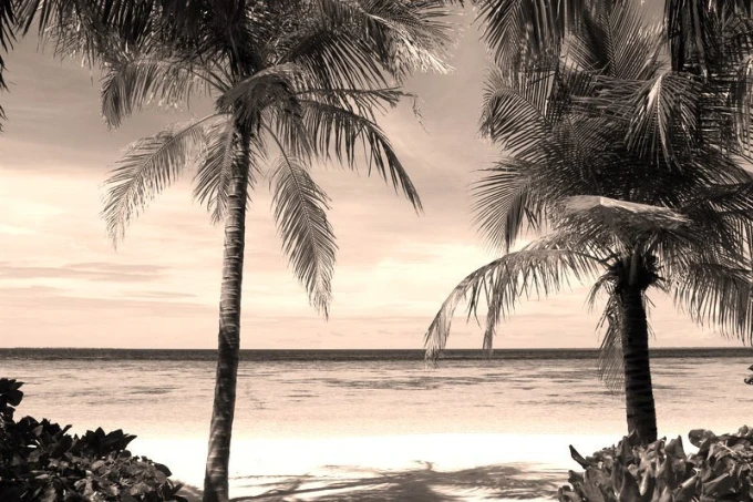 Beach wall mural FP 1530 - Graphic design featuring two palm trees against a sea and sky backdrop.