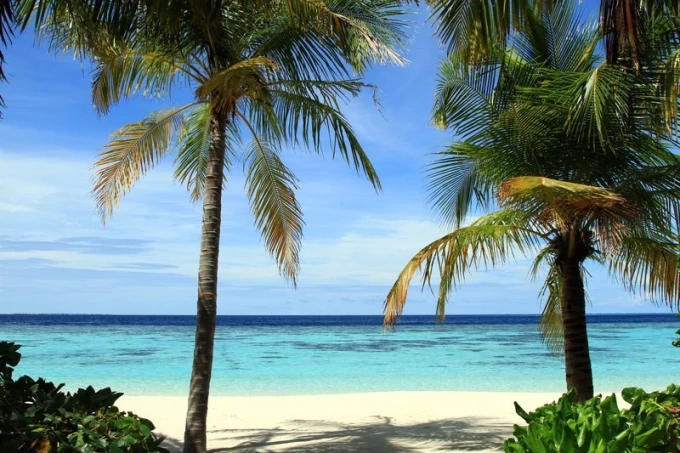 Beach wall mural FP 1530 - Graphic design featuring two palm trees against a beach and turquoise water backdrop.
