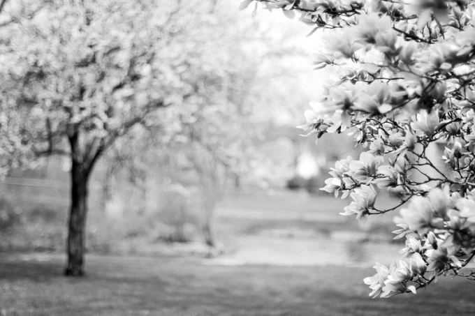 Wall mural blooming magnolia FP 1551 - Graphic design. Magnolia flowers in shades of white and gray.