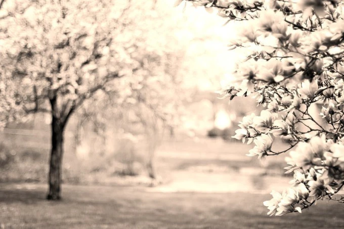 Blooming magnolia wall mural FP 1551 - Graphic design featuring magnolia flowers in shades of white and pink on branches.