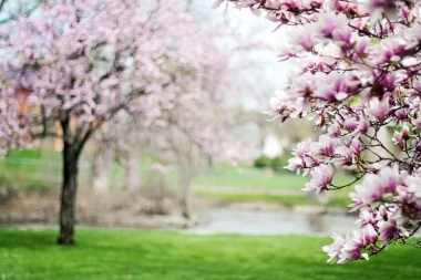 Blooming magnolia wall mural FP 1551 - Graphic design. Pink magnolia flowers against a green grass background.