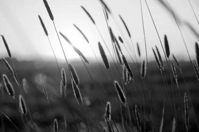 Wall mural of beautiful green grasses FP 1580 - Graphic pattern with long, thin blades in various shades.