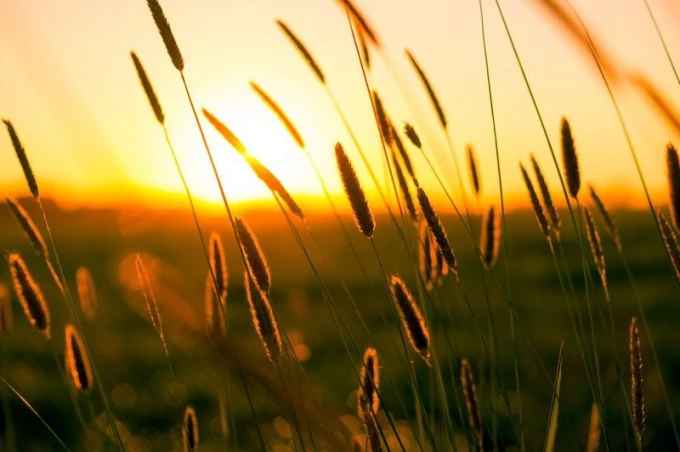 Wall mural of beautiful green grasses FP 1580 - Graphic design featuring grasses against a sunset backdrop.