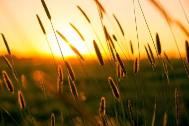 Wall mural of beautiful green grasses FP 1580 - Graphic design featuring grasses against a sunset backdrop.