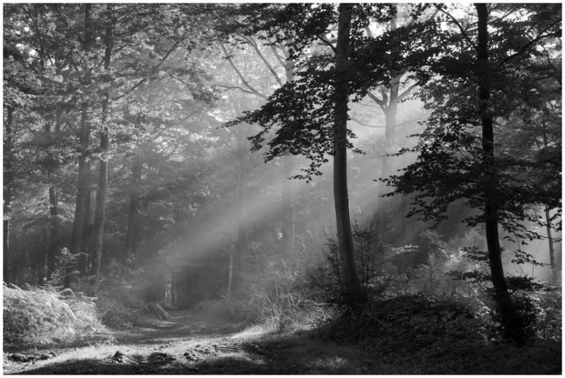 Wall mural of sunlight filtering through a forest - FP 1618. Graphic design depicting a serene woodland scene.