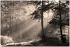 Wall mural of sunlight filtering through a forest - Graphic design featuring rays in the woods.