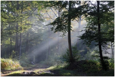 Wall mural of sunlight filtering through the forest FP 1618 - Graphic pattern. Rays of light shining through.