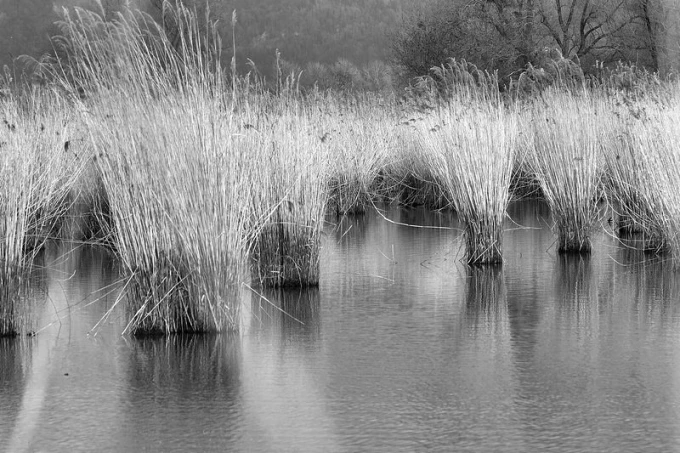 Wall mural of tall grasses in wetlands FP 1610 - Graphic design featuring tall grasses reflecting in water.