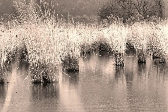 Wall mural of tall grasses in wetlands FP 1610 - Graphic pattern. Tall grasses reflect in the water, creating