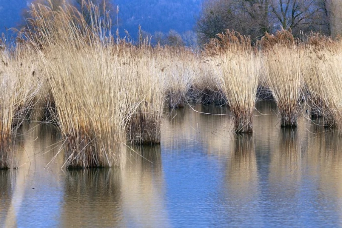Wall mural of tall grasses in wetlands FP 1610 - Graphic design. Tall grasses reflected in water, creating