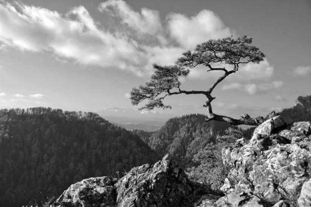 Wall mural of Pieniny Mountains FP 1671 - Graphic design featuring mountains with a tree in the foreground and clouds in the sky.