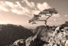 Wall mural of the Pieniny mountains FP 1671 - Graphic design featuring mountains, a tree on a rock, and clouds.