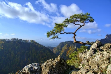 Wall mural Pieniny Mountains FP 1671 - Graphic design. View of mountains with a tree on a rock, cloudy sky.