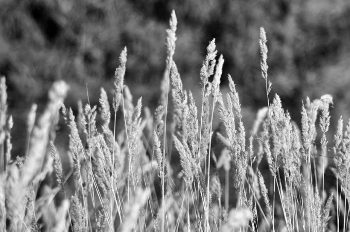 Wall mural of lush grasses on a green background FP 1752 - Graphic design featuring tall grasses in shades.