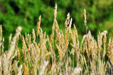 Wall mural of lush grasses on a green background FP 1752 - Graphic pattern featuring tall, bright grasses on a solid backdrop.