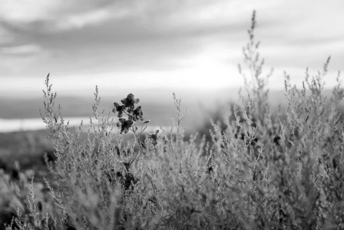 Charming wall mural FP 1723 - Graphic design featuring gray vegetation with flowers and grasses.