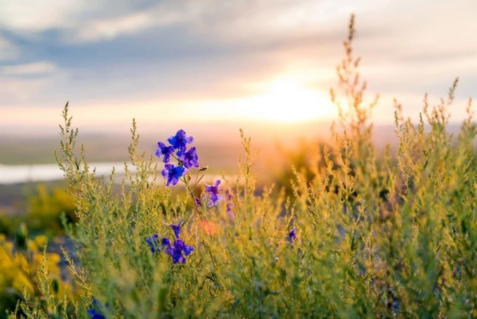 Charming wall mural FP 1723 - Graphic design featuring blue flowers against a sunset backdrop.