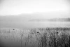 Wall mural of ducks by a serene lake FP 1732 - Graphic design. Black and white scene with ducks on water and fog.