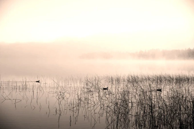 Wall mural of ducks by a serene lake FP 1732 - Graphic design featuring ducks on water in a misty setting with grass in the background.