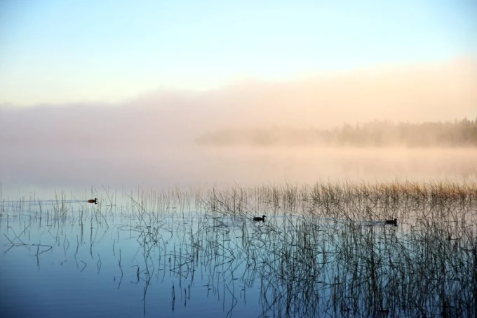 Wall mural of ducks by a serene lake FP 1732 - Graphic design featuring ducks on water surrounded by mist and grass.