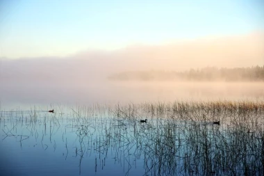 Wall mural of ducks by a serene lake FP 1732 - Graphic design featuring ducks on water surrounded by mist and grass.