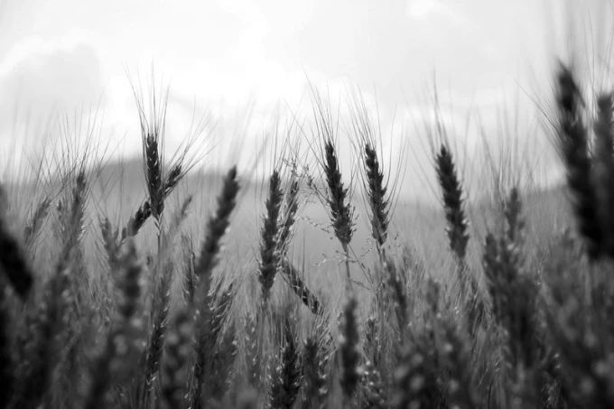 Wheat wall mural FP 1739 - Graphic design featuring grain shapes in shades of gray.