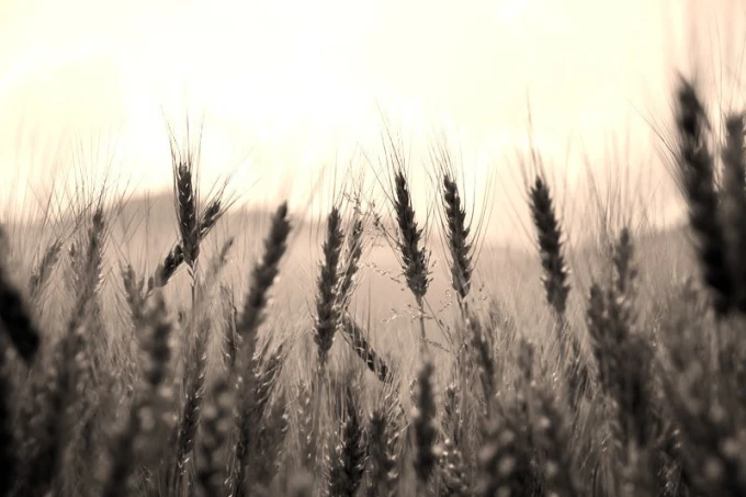 Wheat wall mural FP 1739 - Graphic design featuring wheat stalk shapes in shades of color.