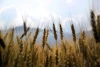 Wall mural of wheat reaching for the sky FP 1739 - Graphic design. Golden wheat ears against a sky backdrop.