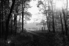 Wall mural forest path FP 1725 - Graphic design. Black and white scene with trees and a path in the woods.