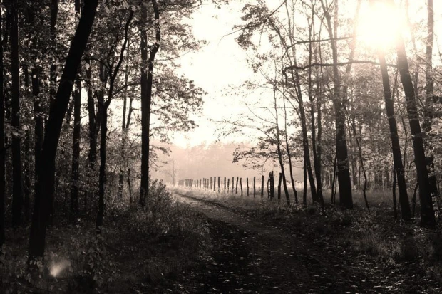 Wall mural forest path FP 1725 - Graphic design featuring a road through trees with a fence in the background.