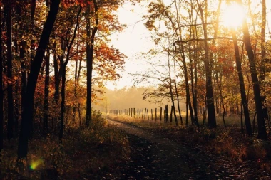 Wall mural forest path FP 1725 - Graphic design. A road through trees in autumn colors.