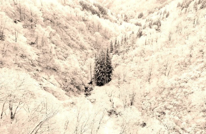 White valley wall mural FP 1777 - Graphic design featuring a valley with trees surrounded by a white landscape.