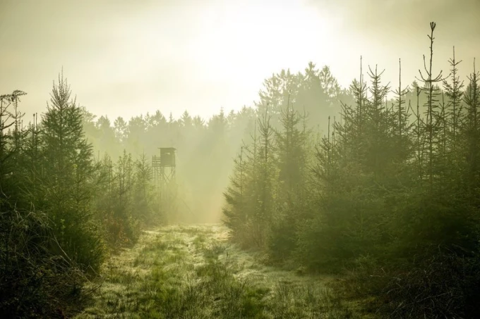 Forest scene wall mural featuring a watchtower in the background, design FP 1774.