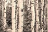 Birch wall mural FP 1847 - Graphic design. White birch trunks among dark trees.