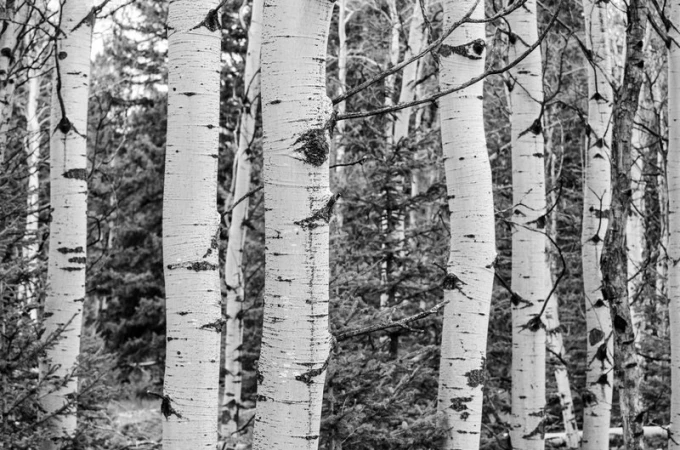 Birch wall mural FP 1847 - Graphic design. White birch trunks with dark spots on a green background.