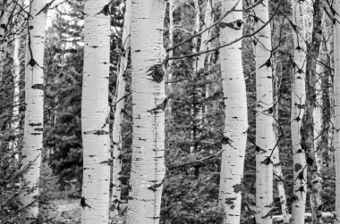 Birch wall mural FP 1847 - Graphic design. White birch trunks with dark spots on a green background.