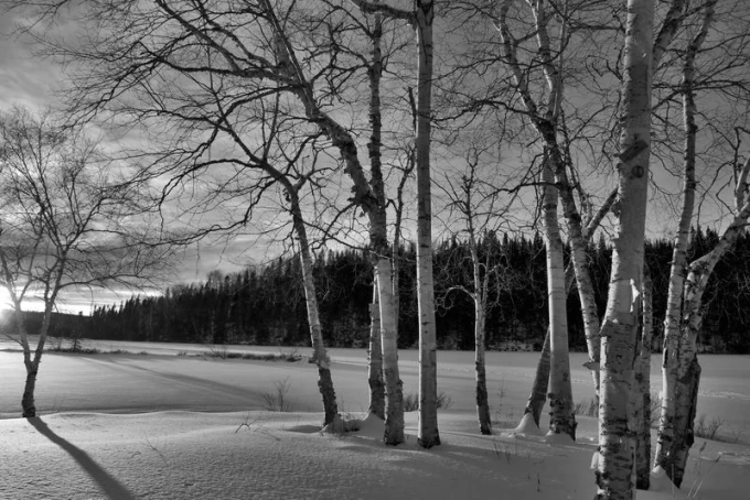 Winter birch wall mural FP 1864 - Graphic design featuring birch trees against a winter landscape.