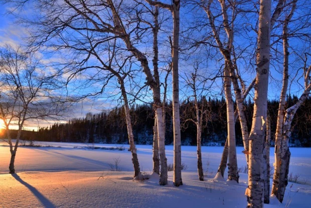 Winter birch wall mural FP 1864 - Graphic design with white birch trunks against a blue sky and snow.