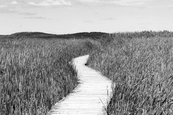 Wall mural of a walkway among tall grasses FP 1829 - Graphic design featuring a path through the grass in the background.