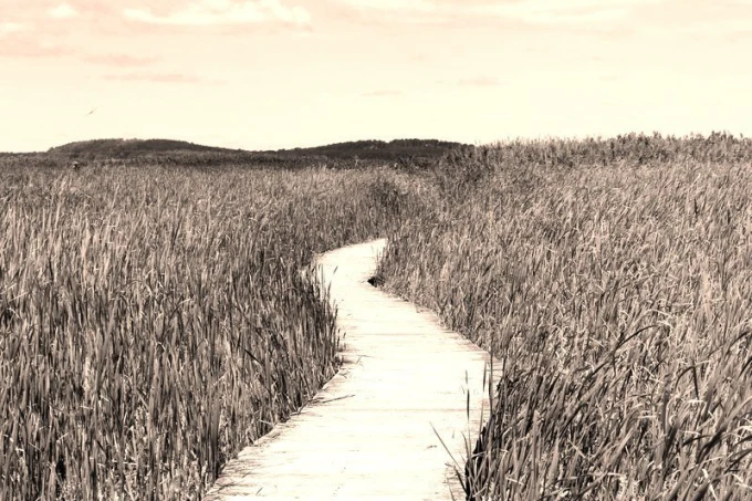 Wall mural of a walkway among tall grasses FP 1829 - Graphic pattern with shades of green.