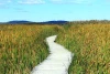 Wall mural of a walkway among tall grasses FP 1829 - Graphic design featuring a path through natural tall grass.