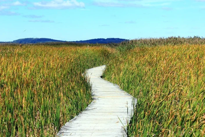 Wall mural of a walkway among tall grasses FP 1829 - Graphic design featuring a path through natural tall grass.