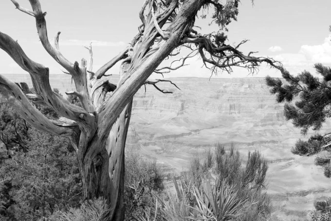 Wall mural of a larch tree growing above a canyon FP 1835 - Graphic design featuring a bare tree.