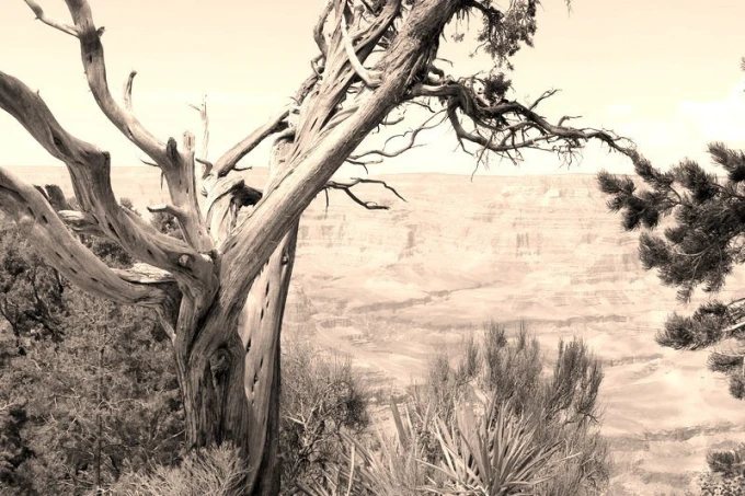 Wall mural of a larch tree growing above a canyon FP 1835 - Graphic design with branching limbs.