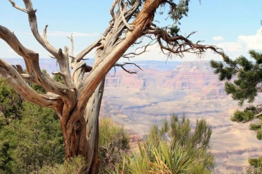 Wall mural of mountain pine above a canyon FP 1835 - Living room decor. Natural shades of brown and green.
