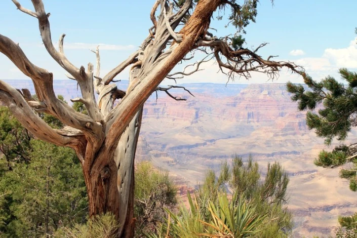 Wall mural of mountain pine above a canyon FP 1835 - Living room decor. Natural shades of brown and green.