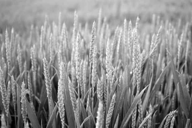 Wall mural green wheat field FP 1810 - Graphic design featuring wheat ears against a backdrop of green leaves.