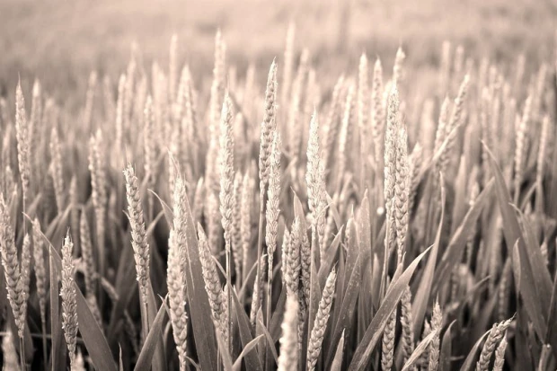 Wall mural of a green wheat field FP 1810 - Graphic design featuring wheat ears against green fields.